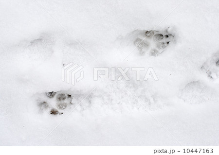 Dog tracks on snow Dog tracks on snow 10447163
