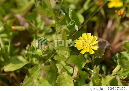 コオニタビラコ 10447192