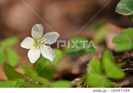 ミヤマカタバミ 10447194