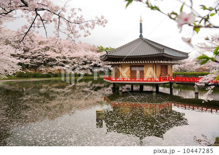 安倍文殊院 金閣浮御堂の桜 安倍文殊院 金閣浮御堂の桜 10447285