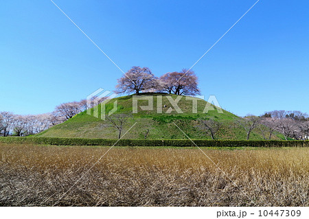 丸墓山古墳　墳頂の桜 10447309