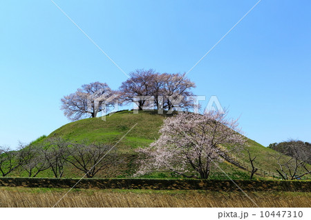 丸墓山古墳 墳頂の桜の写真素材