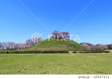 丸墓山古墳　墳頂の桜 10447311