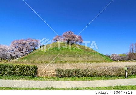 丸墓山古墳　墳頂の桜 10447312