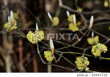 クロモジ 10447316