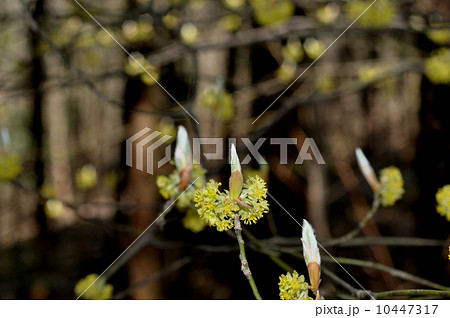 クロモジ 10447317