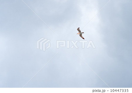 Seagull In Flight Seagull In Flight 10447335