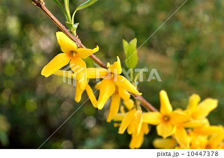 チョウセンレンギョウ 10447378