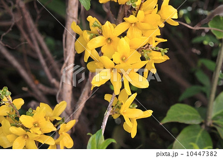 チョウセンレンギョウ チョウセンレンギョウ 10447382