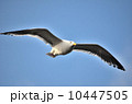 飛ぶカモメ 10447505