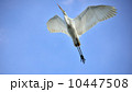 ダイサギ 10447508