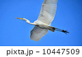 ダイサギ 10447509