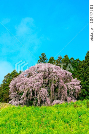 合戦場のしだれ桜 10447581