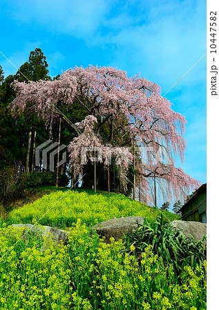 合戦場のしだれ桜 合戦場のしだれ桜 10447582