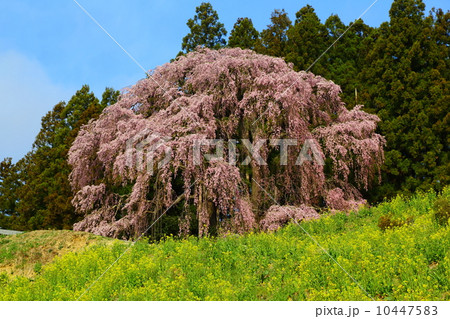 合戦場のしだれ桜 10447583