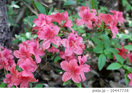 ヤマツツジ ヤマツツジ 10447726