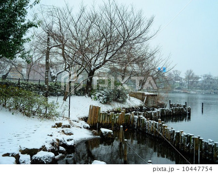 雪の洗足池 雪の洗足池 10447754