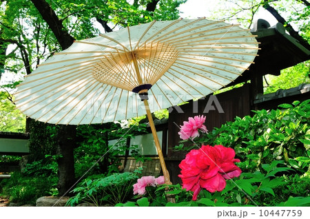 上野東照宮の春牡丹 上野東照宮の春牡丹 10447759