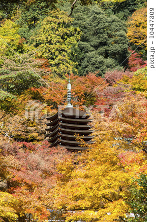 談山神社の紅葉 10447809