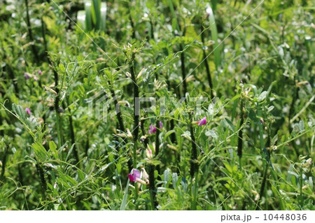 アブラムシ 10448036