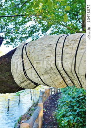 木のメンテナンス・桜の木の菰巻き・縦位置 10448072