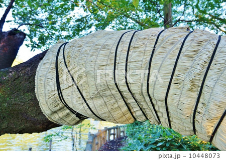 木のメンテナンス・桜の木の菰巻き・横位置 10448073