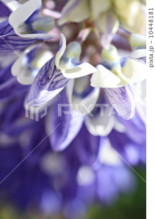 ルピナスを上からのマクロ撮影 10448181