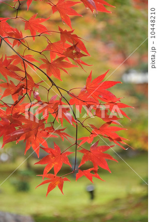 秋の京都 もみじの紅葉 秋の京都 もみじの紅葉 10448210