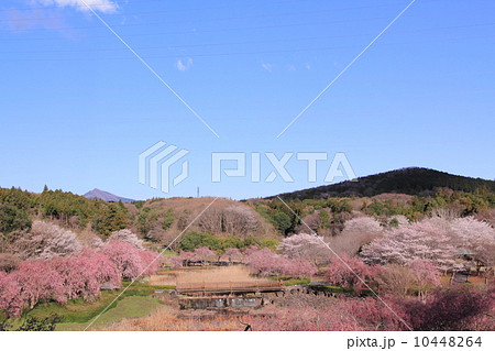 常陸風土記の丘の桜 10448264