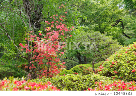 六義園のおんつつじの花と若葉に新緑 六義園のおんつつじの花と若葉に新緑 10448332