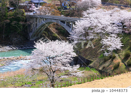天竜川坂戸橋に咲く桜 天竜川坂戸橋に咲く桜 10448373