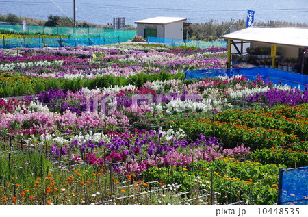 白間津の花畑 白間津の花畑 10448535