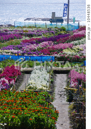 白間津の花畑 白間津の花畑 10448536