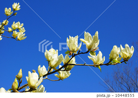 モクレンと青空 10448555