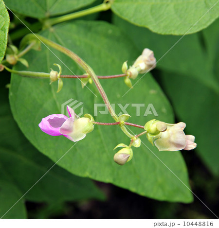 Flowers of beans (Phaseolus). Flowers of beans (Phaseolus). 10448816