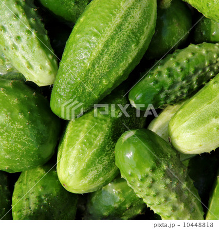 Fresh small cucumbers for sale at market. 10448818