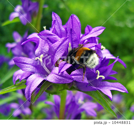 Bumblebee on bluebell. Bumblebee on bluebell. 10448831