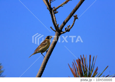シマアオジの雄 10450000
