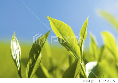 Tea leaves. 10450315