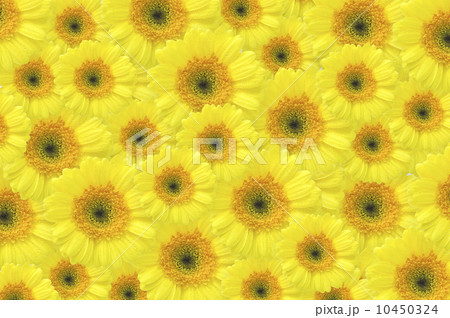 yellow gerber background yellow gerber background 10450324