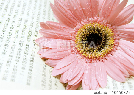 pink gerber on chinese book 10450325