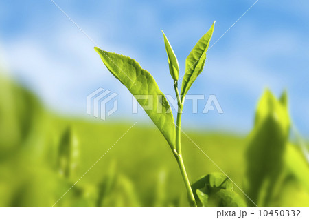 Tea leaves. 10450332