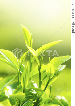 Tea Leaf 10450334