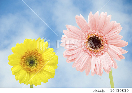 gerbers flower against blue sky gerbers flower against blue sky 10450350