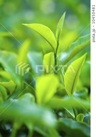 Tea Leaves Tea Leaves 10450481