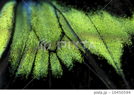 butterfly wing 10450594