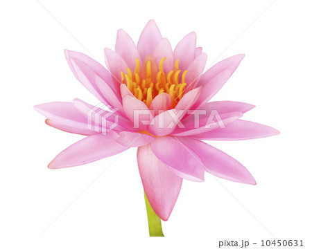 Pink lotus 10450631
