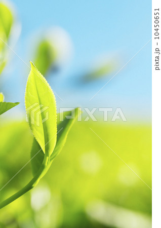Tea Leaves Tea Leaves 10450651