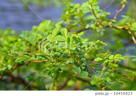 樹木・ノイバラ　バラ科 10450823