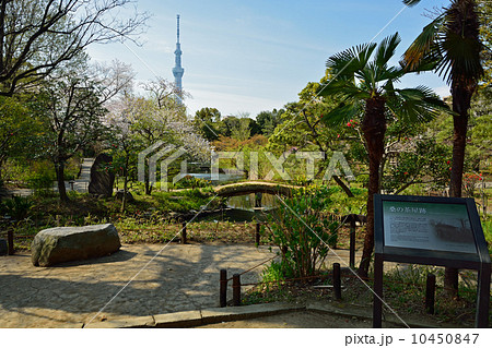 向島百花園と東京スカイツリー 10450847